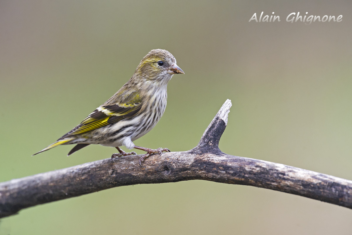 lucherini assetati..